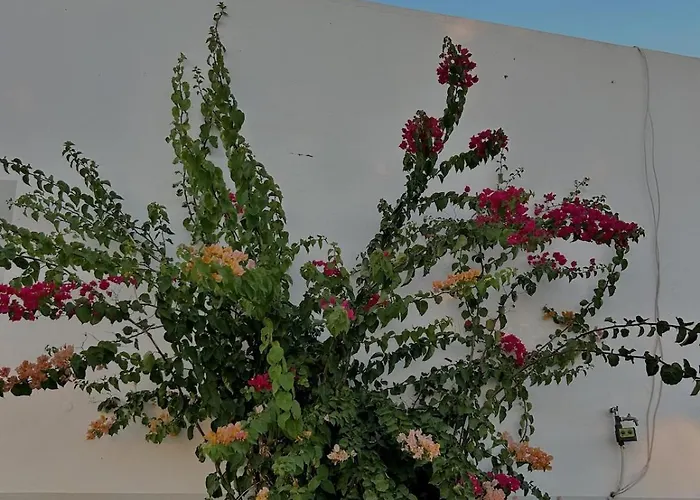 Country By Salgados 펜션 페라구도